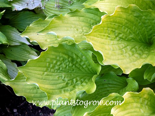 Hosta Ruffed Up
Image showing the ruffled edges.